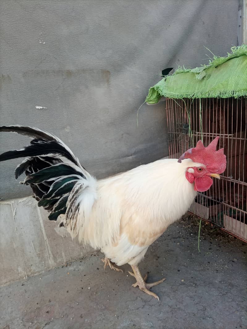 Desi murga (rooster) 3