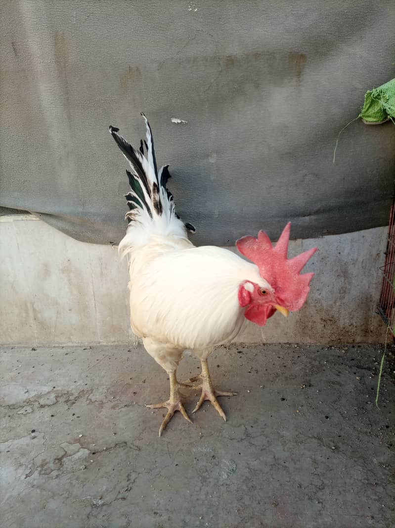 Desi murga (rooster) 4