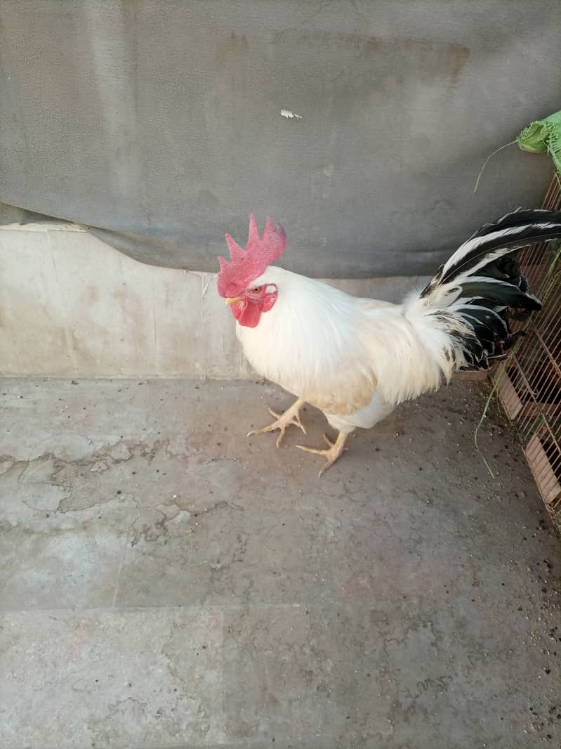 Desi murga (rooster) 5