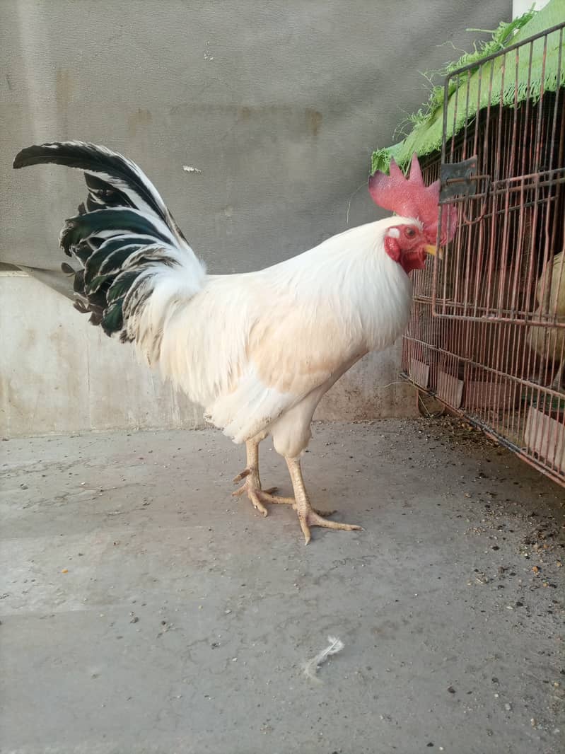 Desi murga (rooster) 6