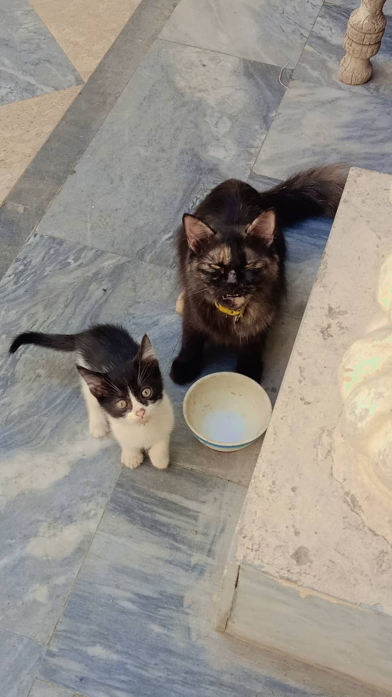 Cat and son for sale 2