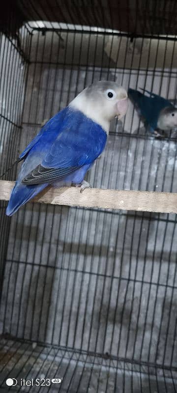 love bird  violet full pair and pinjara us ke sath ha 3