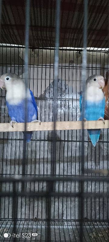 love bird  violet full pair and pinjara us ke sath ha 5