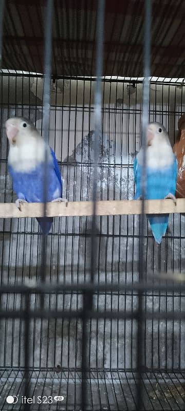 love bird  violet full pair and pinjara us ke sath ha 6