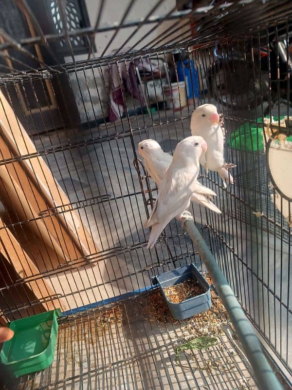 Albino 2 breeder pais only 3600 1