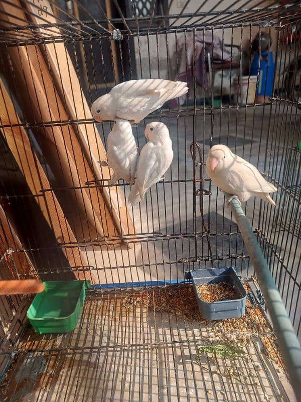 Albino 2 breeder pais only 3600 2