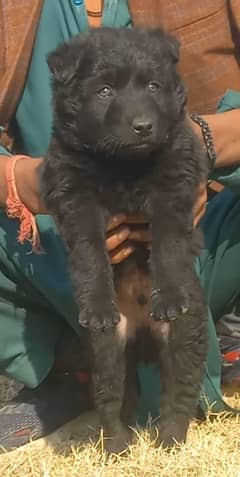 German Shepherd Long Coat Puppy / Black German Shepherd Male For Sale