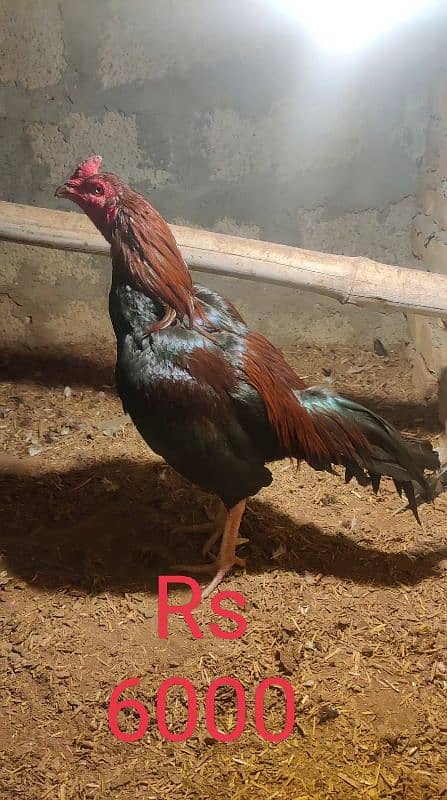 amroha lassani Heera thai cross chicks eggs available 19