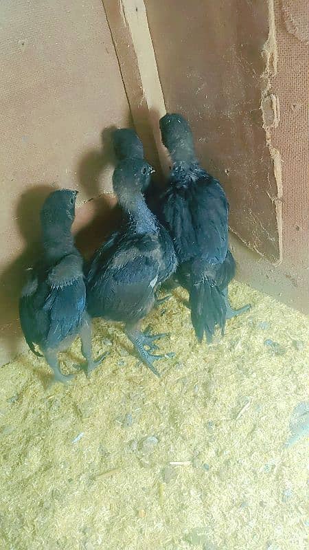 ayam samni chicks for sale 03062468224 0