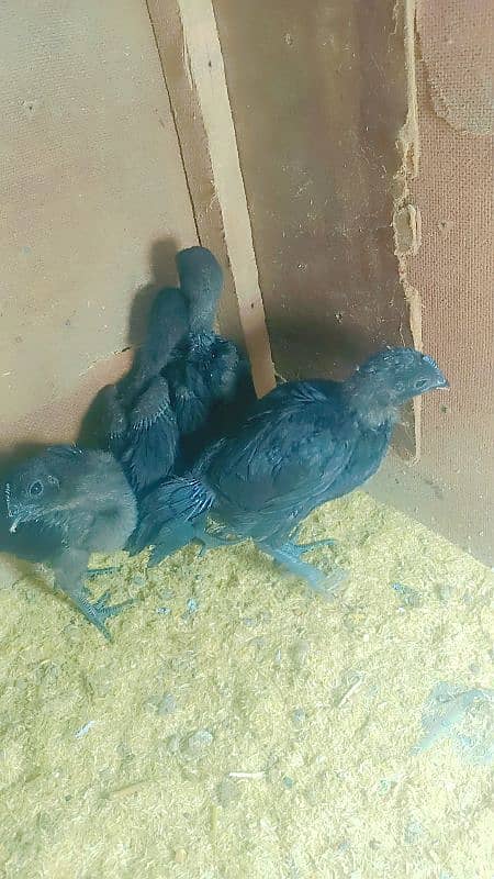 ayam samni chicks for sale 03062468224 1