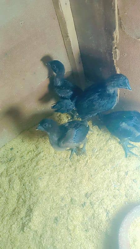 ayam samni chicks for sale 03062468224 3