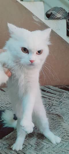 Male cat for sale full health and active