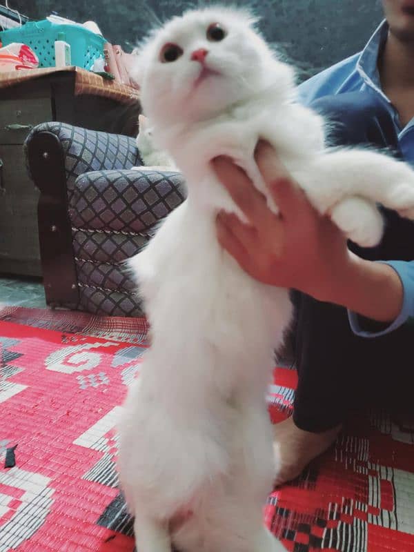 Male cat for sale full health and active 2