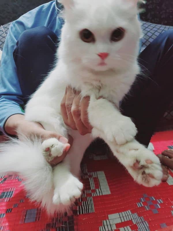 Male cat for sale full health and active 3