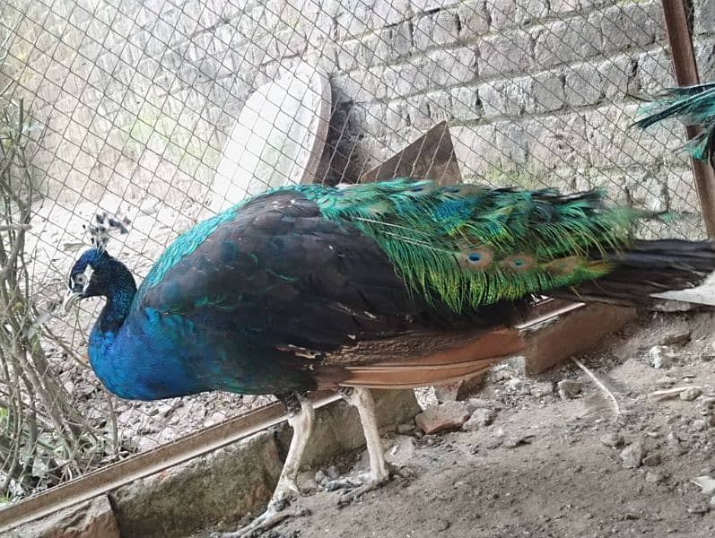 peacock for sale 1