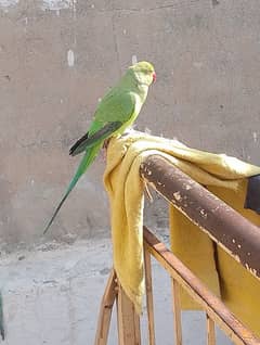 1 month piece parrot