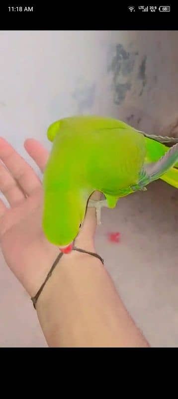 1 month piece parrot 3