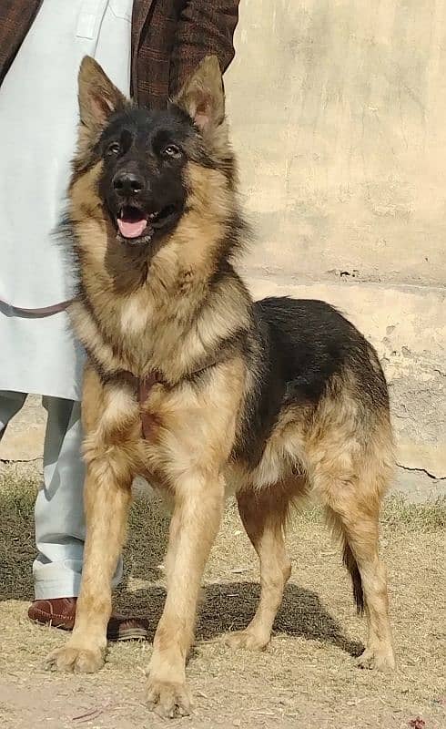 King shefard male age 9 month sequrty train for sale 0