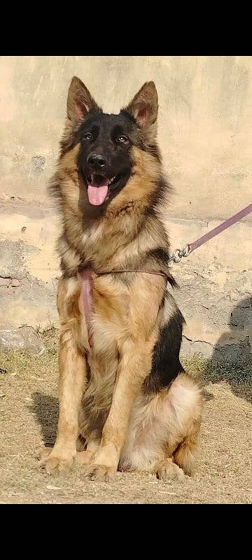 King shefard male age 9 month sequrty train for sale 1