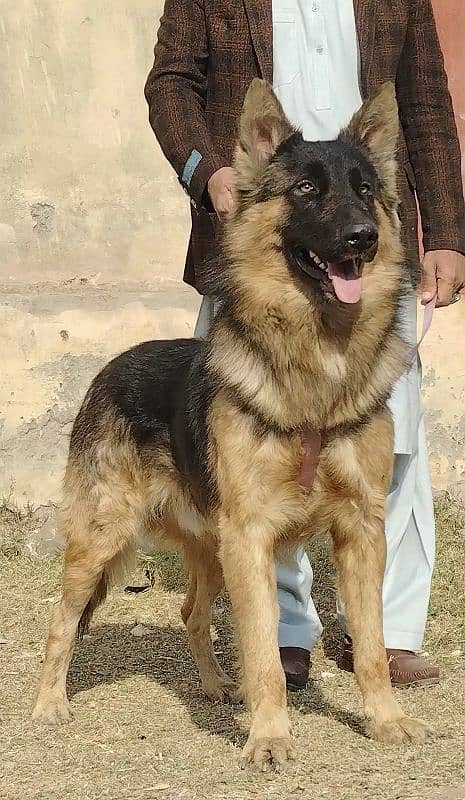 King shefard male age 9 month sequrty train for sale 2