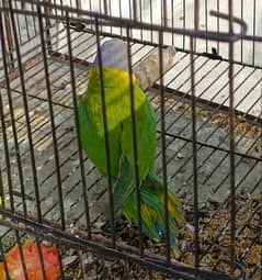 plum headed parrot available for sale