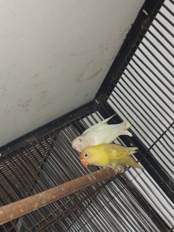 love birds breeding setup commercial birds 1