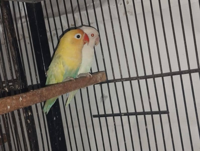 love birds breeding setup commercial birds 2