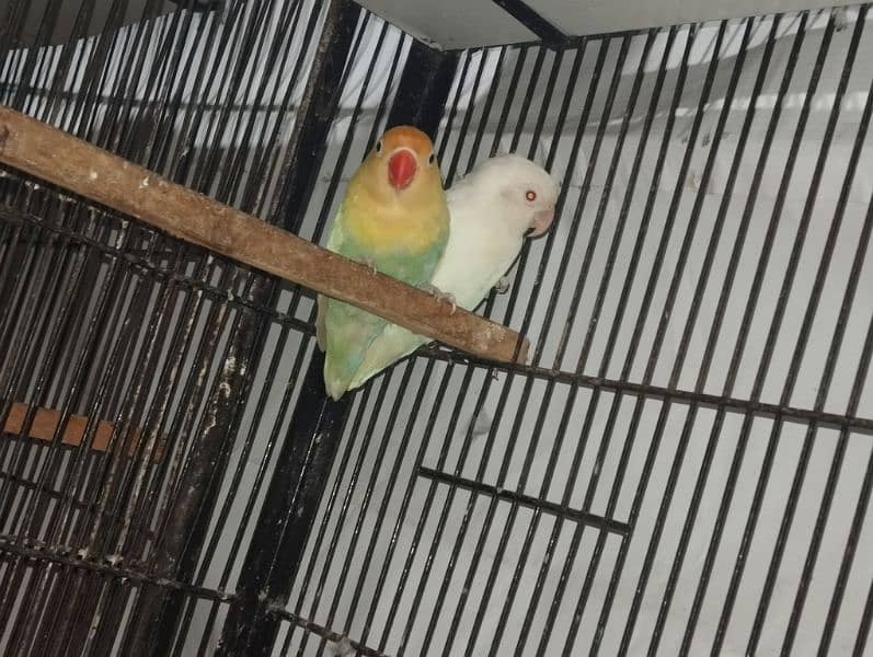 love birds breeding setup commercial birds 3