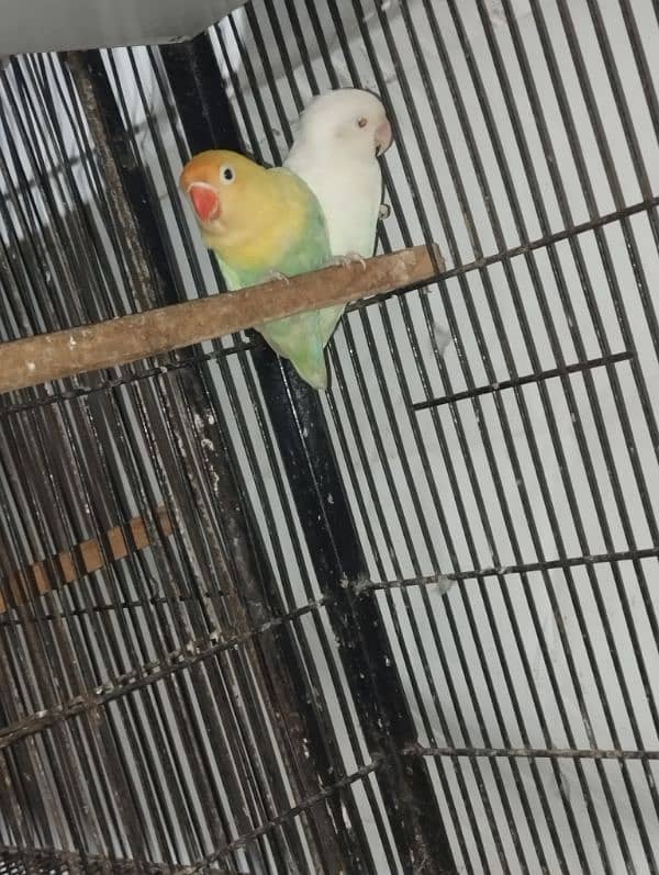 love birds breeding setup commercial birds 4