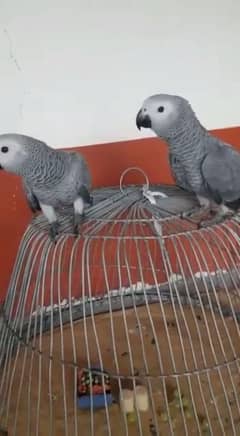 03323055712cal wathsap African gerry parrot chiks arjunt for sale