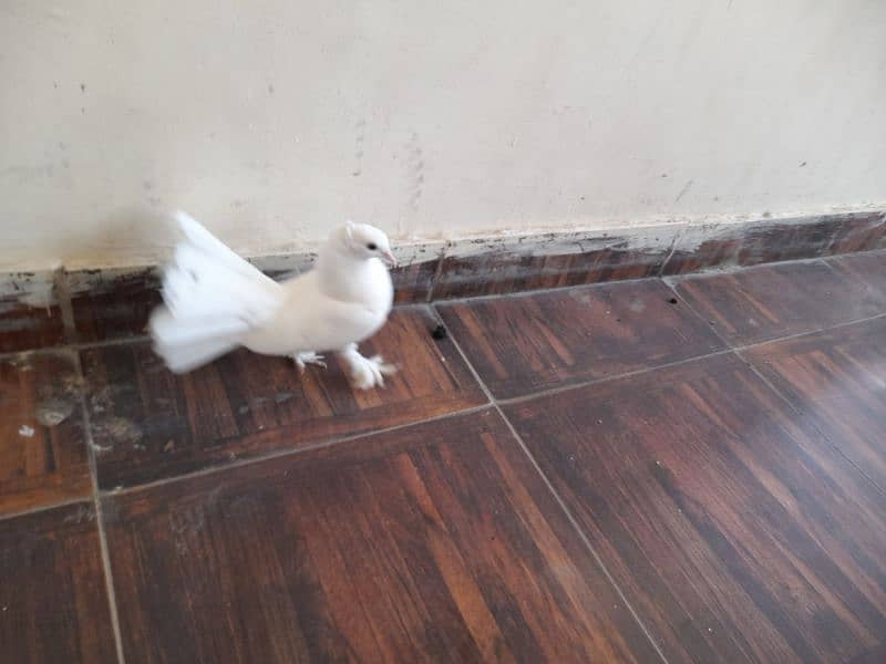 Laka Kabootar Male for sale 2