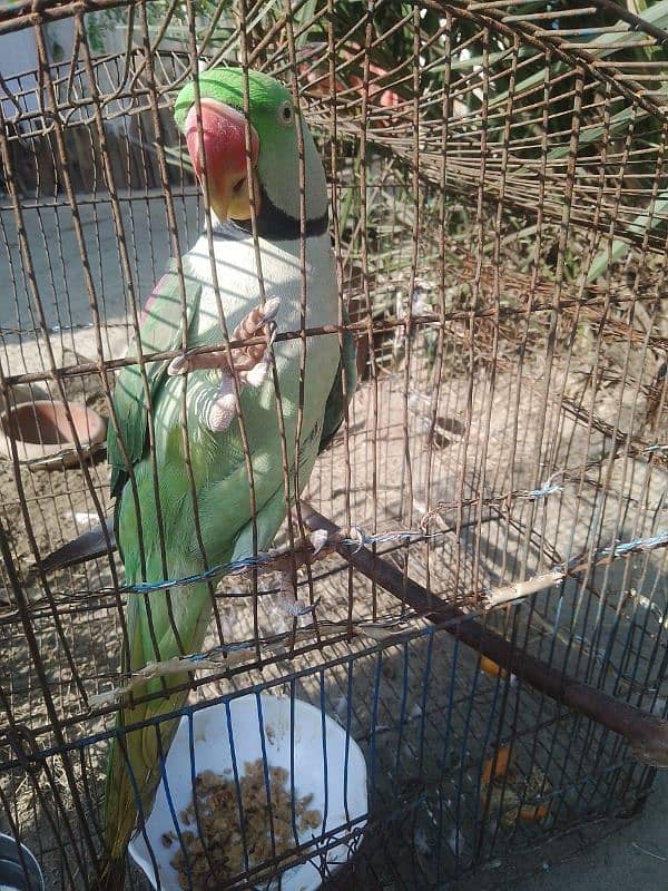 Raw parrot home made 2