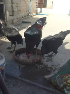 Aseel hen / Aseel male or females