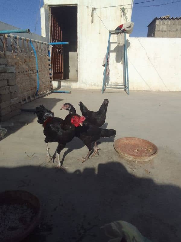 Aseel hen / Aseel male or females 3