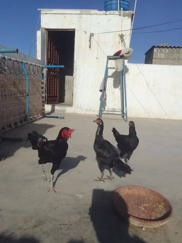 Aseel hen / Aseel male or females 4