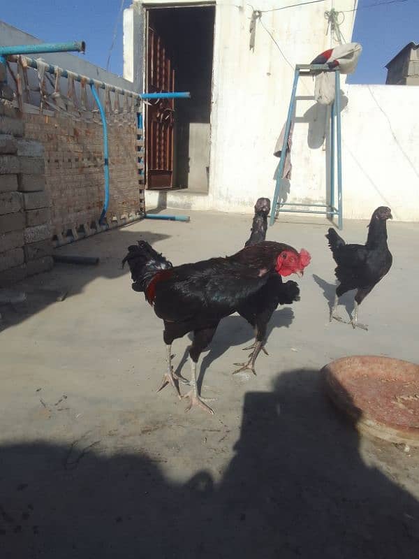 Aseel hen / Aseel male or females 5