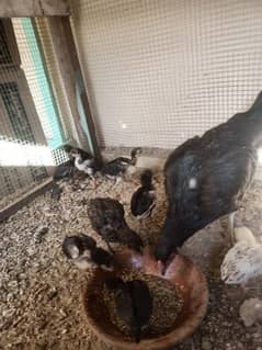 mianwali aseel 10 chicks with hen for sale