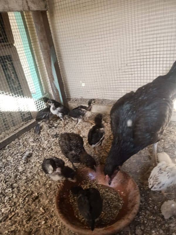 mianwali aseel 10 chicks with hen for sale 0