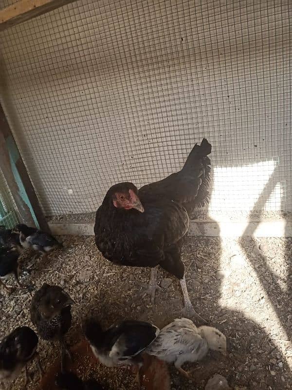 mianwali aseel 10 chicks with hen for sale 1