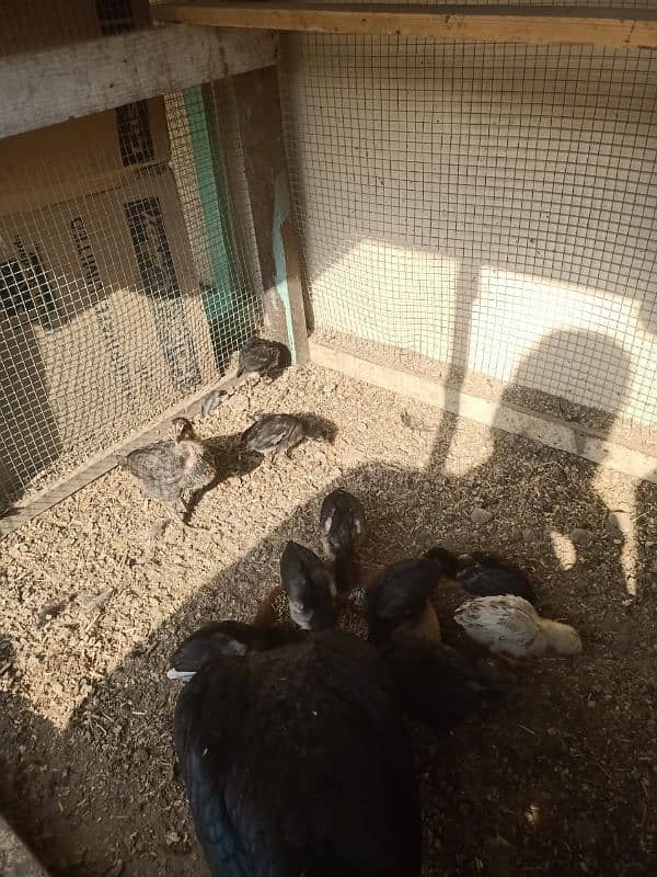 mianwali aseel 10 chicks with hen for sale 2