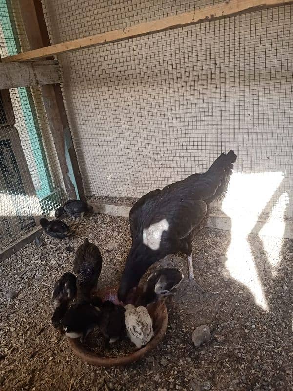 mianwali aseel 10 chicks with hen for sale 3