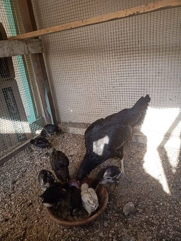 mianwali aseel 10 chicks with hen for sale 4