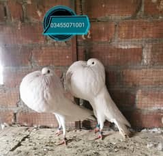 White Norwich and Frillback  breeder pair