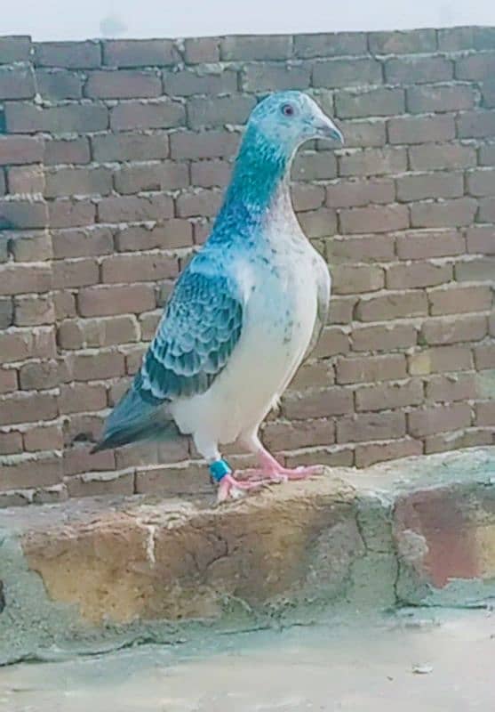 imported John Aden pigeon 13