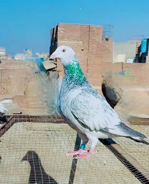 imported John Aden pigeon 14