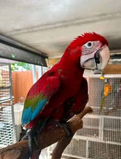 Red macaw chicks healthy active 03322732050