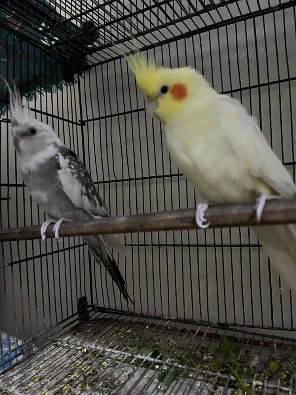 Lovebirds Cockatiel Java 0