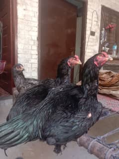 Pure Shamo Breed 2 Young Patha and 1 Pathi