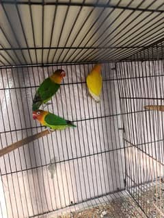 love birds with cage