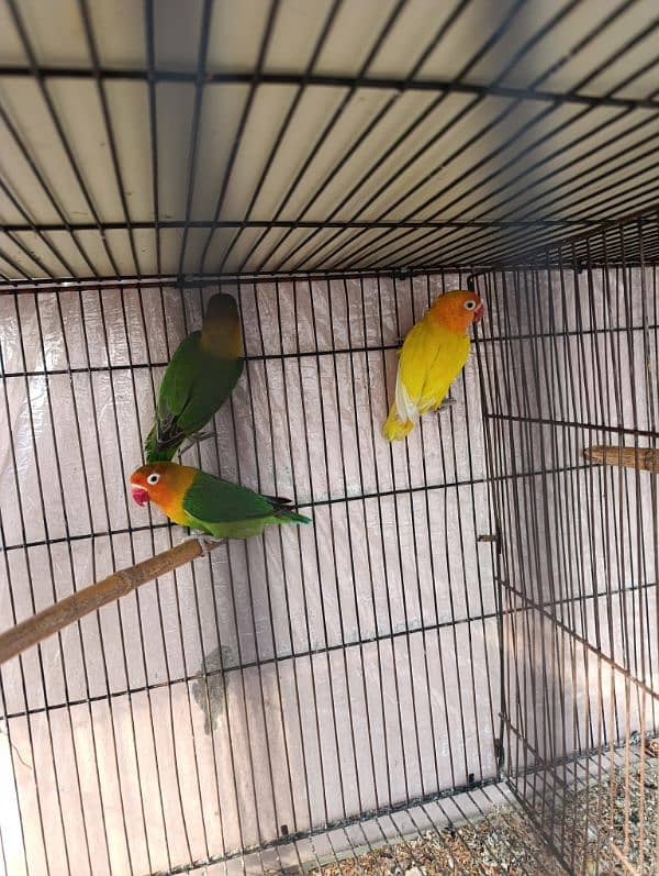 love birds with cage 1